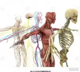 خدمات طب سنتی کمالشهر