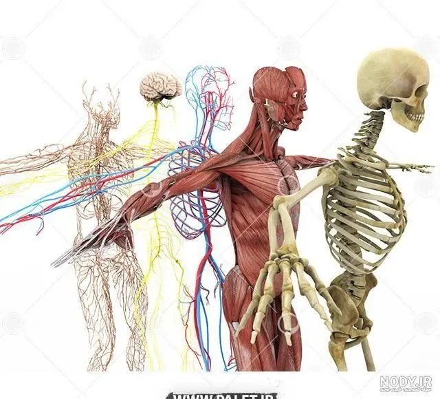 خدمات طب سنتی کمالشهر