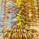 خشکبار امیر رضا