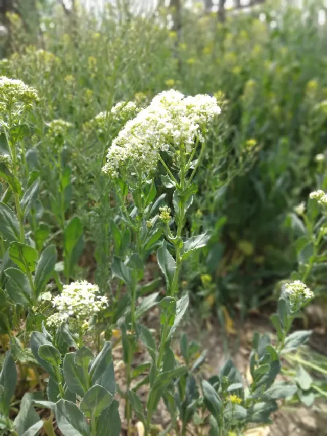 باغچه میرشکاری