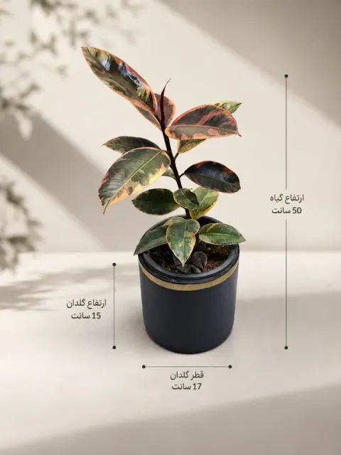وال ای پلنت