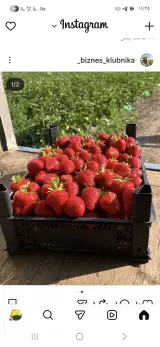 میوه وتره باریزدانی