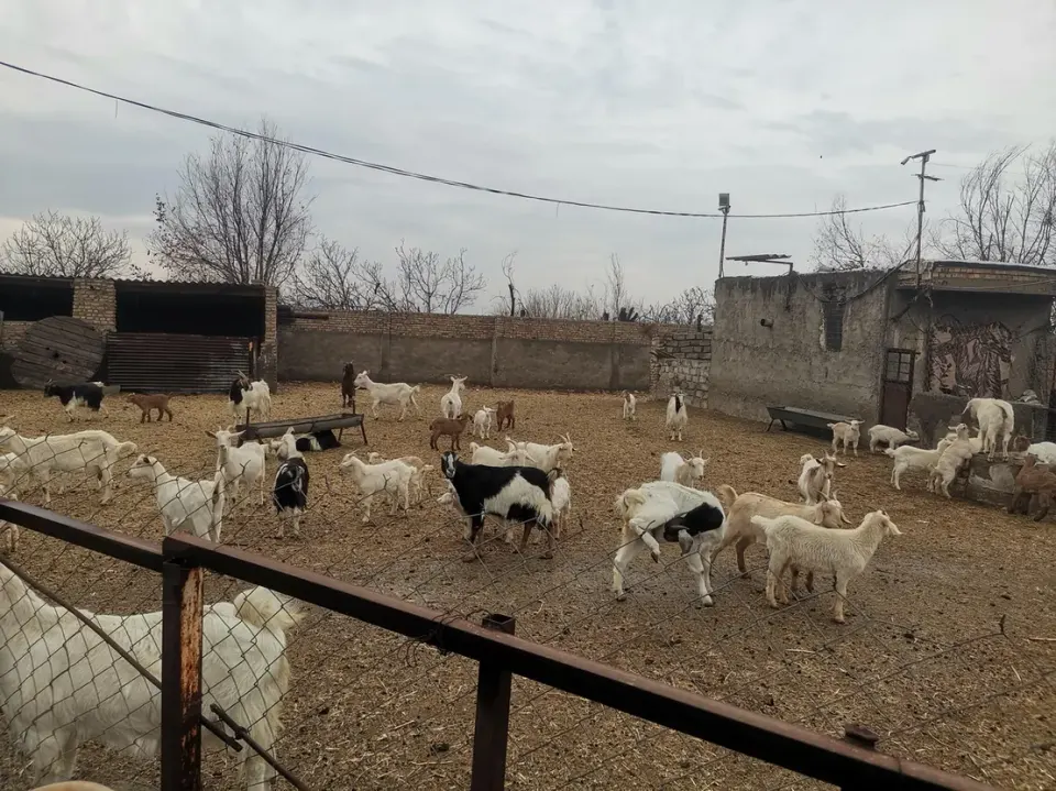 دامداری بز لبن