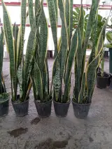 گلکده طبیعت