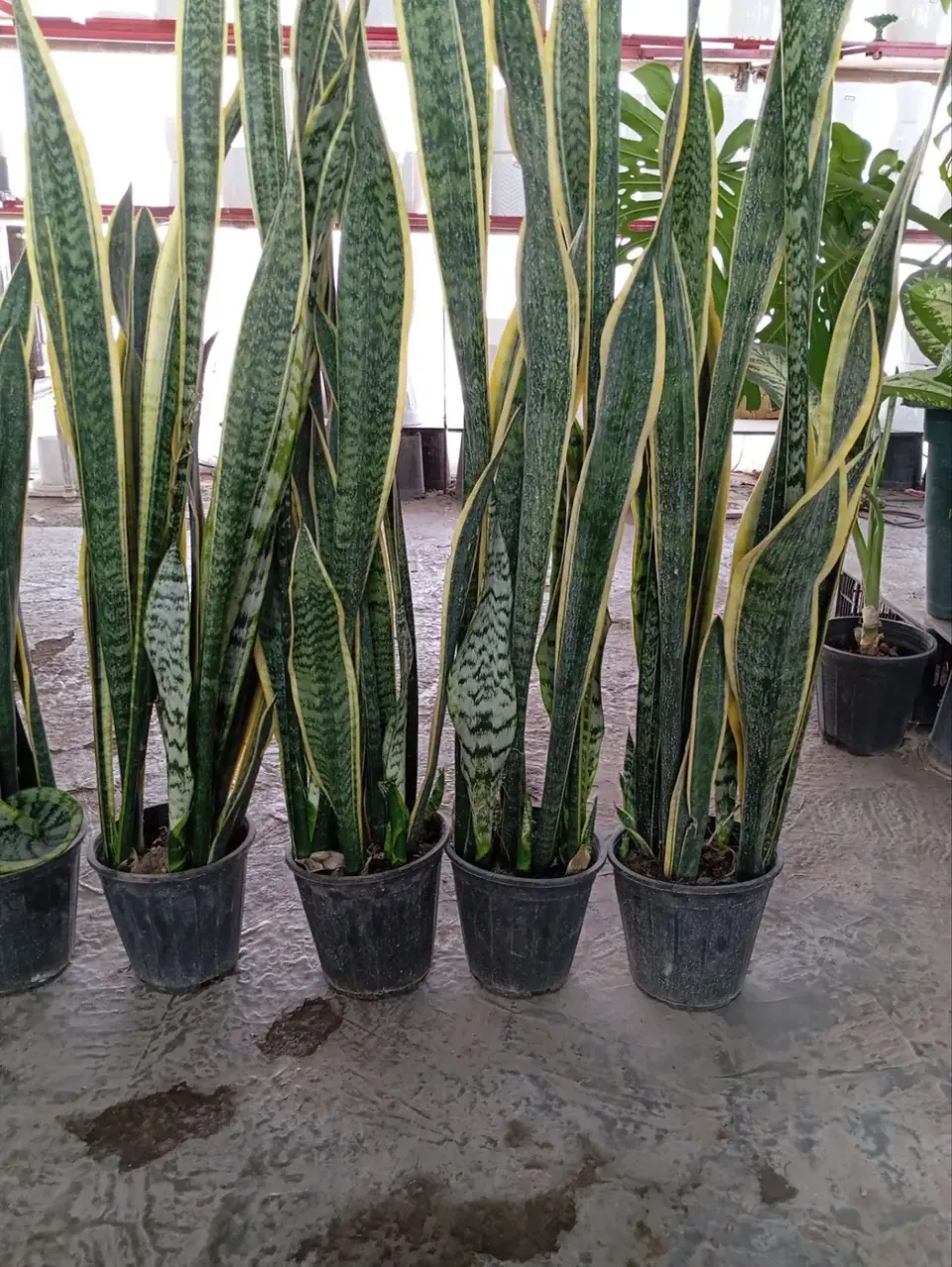 گلکده طبیعت
