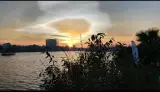 رویشگاه آمریکا