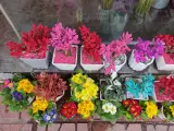 گلفروشی نفس