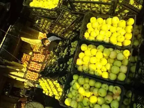 انواع میوه های آبگیری برادران زنجانی