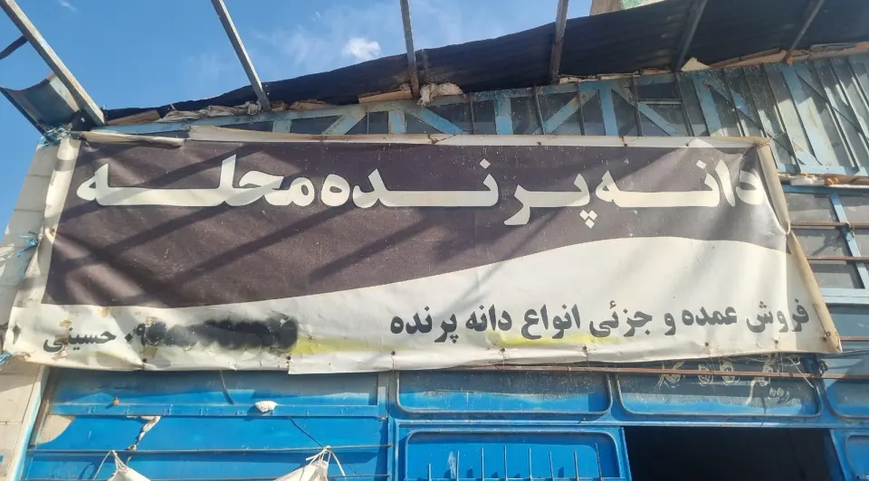 دانه پرنده محله (علی حسینی)
