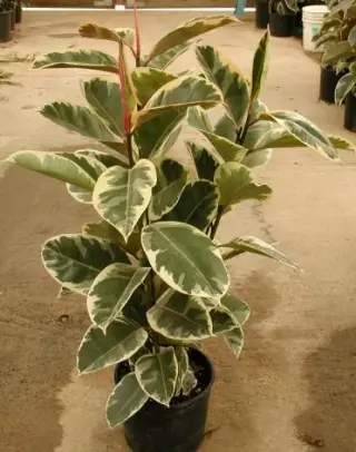 گلکده آرشا