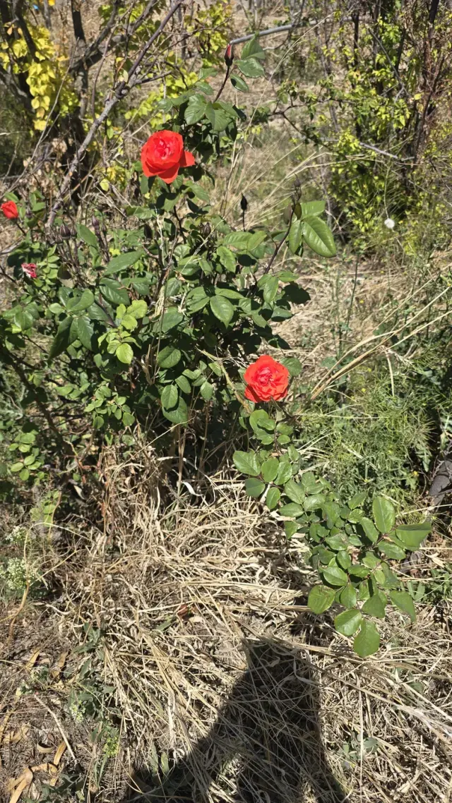 باغچه خانوادگی گرانمایه