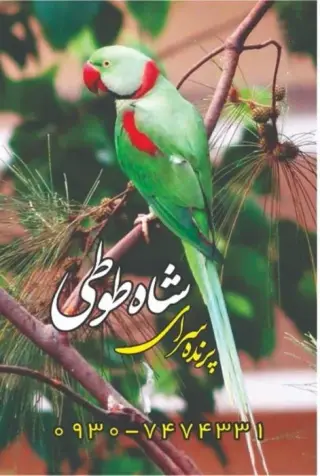 پت شاپ، آکواریوم و پرنده فروشی شاه طوطی