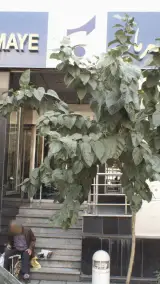 بانک سرمایه شعبه خیابان کلاهدوز