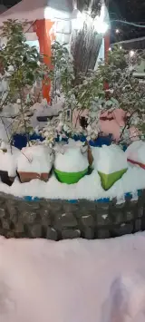 کافه رستوران قلمستان