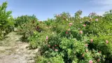 مشاور املاک وهن آباد