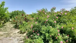 مشاور املاک وهن آباد