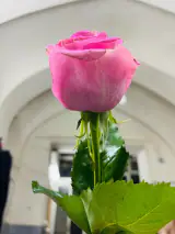 کلینیک زیبایی رونیکا