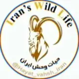 wildlife of iran