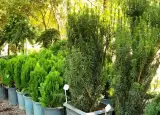 کافه باغ نوبهار