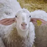 Avingen Co. آوین ژن