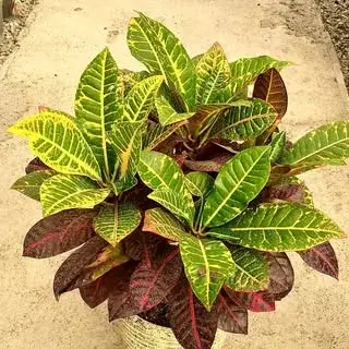 باغ گل اُزگُل