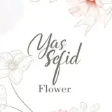 YASSEFID   یاس سفید