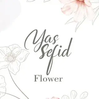 YASSEFID   یاس سفید