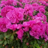 گل فروشی امیر اباد