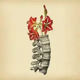 نرم وي نارمك