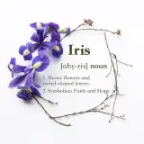 گل آيريس - goleiris