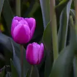 روابط عمومی
سازمان سیما، منظر و فضای سبز شهری کرج