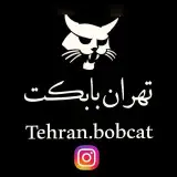 bobcat