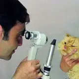 خدمات چشم در دامپزشکی