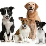 supporter of dogs in Qaemshahr