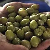 شهرک زیتون علی آباد بالا(رودبار - گیلان)