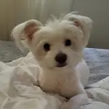Benji Pet Shop  |  پت شاپ بنجی