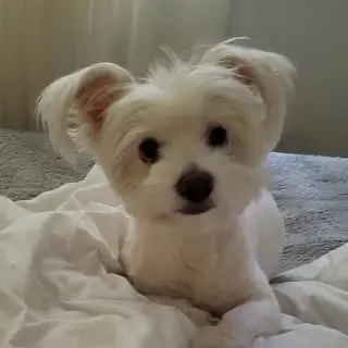 Benji Pet Shop  |  پت شاپ بنجی