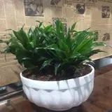 nan