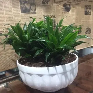 nan