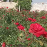گل رز