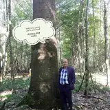paulowniatree
