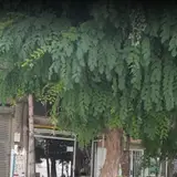 شیشه بری بازارچه