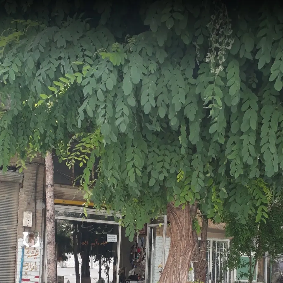 شیشه بری بازارچه