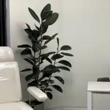 ayla clinic
