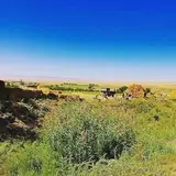 ?روستای مهماندوست سفلی?
