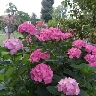 LiliLand
