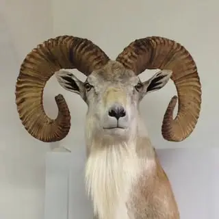 لوازم شکار اوریال
