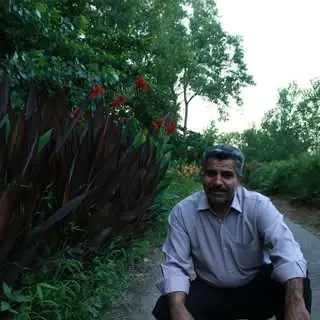 mansour zolfi