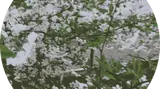 مشاور املاک اسکندرزاده(بام ایران)