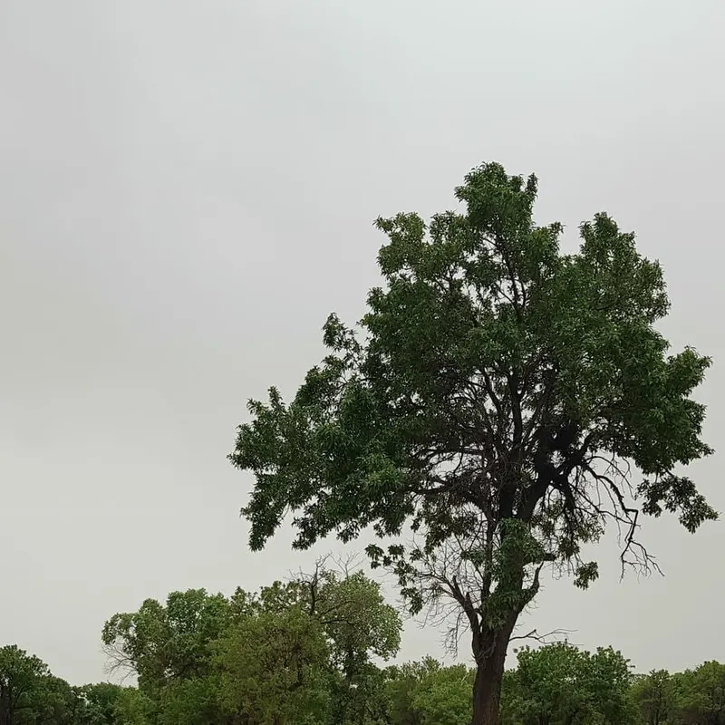Mahmudabad Numune